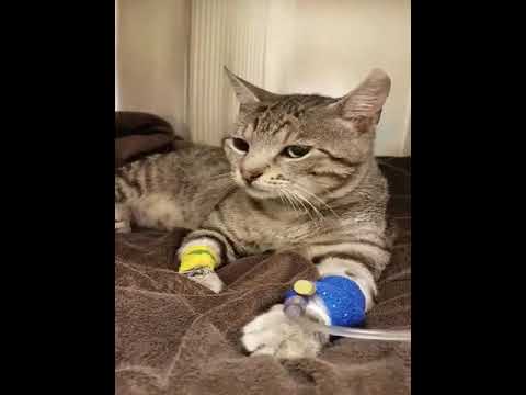 Is Pyrithione Zinc Toxic To Cats