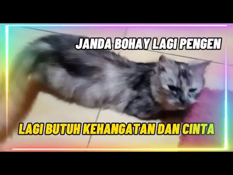 JANDA BOHAY LAGI KESEPIAN#BUTUH KEHANGATAN