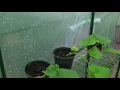 Pluie et orage léger au Jardin sous toit (serre) 2 h. - Rain sounds Garden roof (2 hours) - HD ASMR