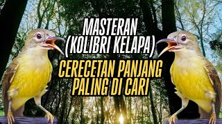 Cerecetan Panjang Kolibri Kelapa 🔥 Audio Jernih Mudah Masuk & Paling Dicari #kolibrikelapagacor #fyp