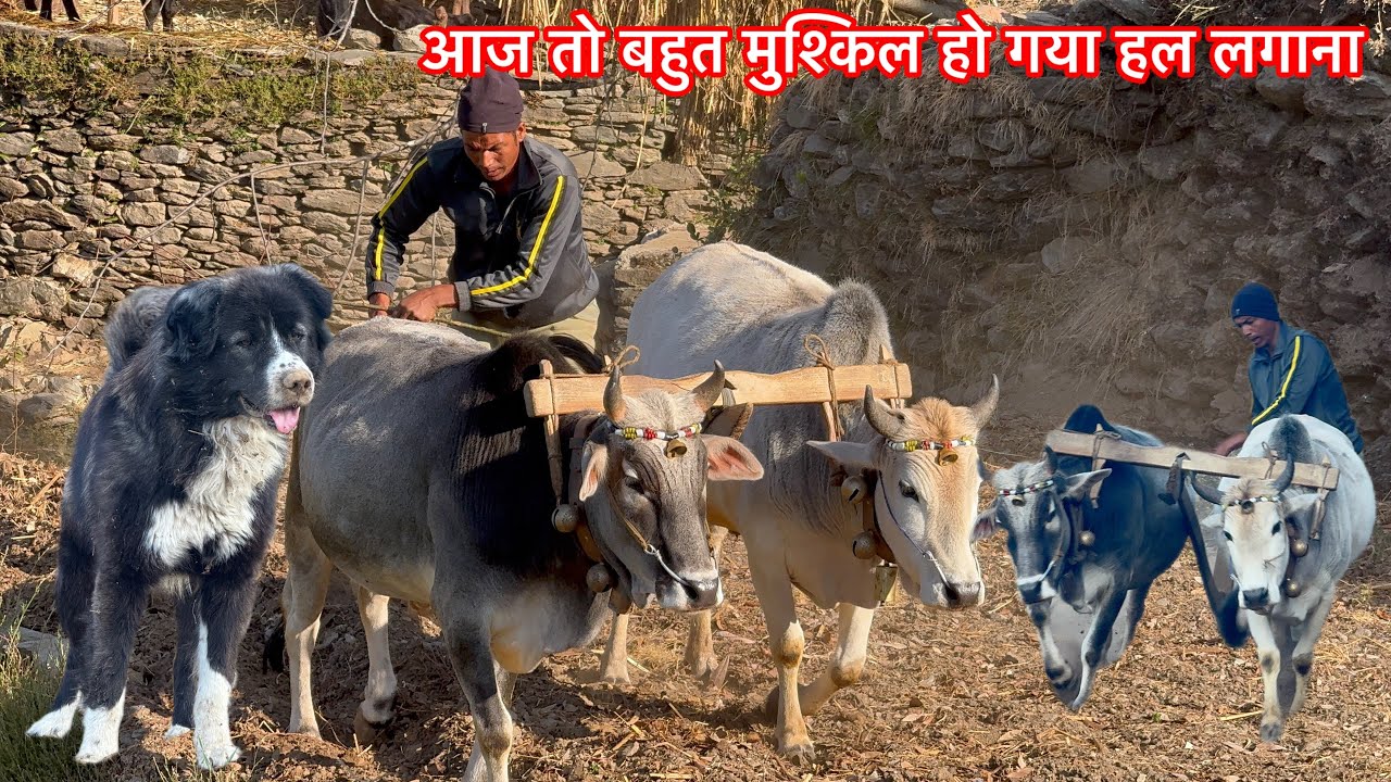 आज हल लगाने में हालत ख़राब हो गई थी | pahadi haliya ।