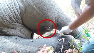 Pus filled abscess caused the elephant to limp, Wildlife guardians were there to treat by Elephant Zone 45,519 views 11 days ago 10 minutes, 15 seconds