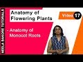 Anatomy of Flowering Plants - Anatomy of Monocot Roots