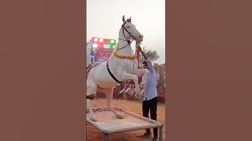 chunni mai chunni mai💔😭🙏 #trending #shorts