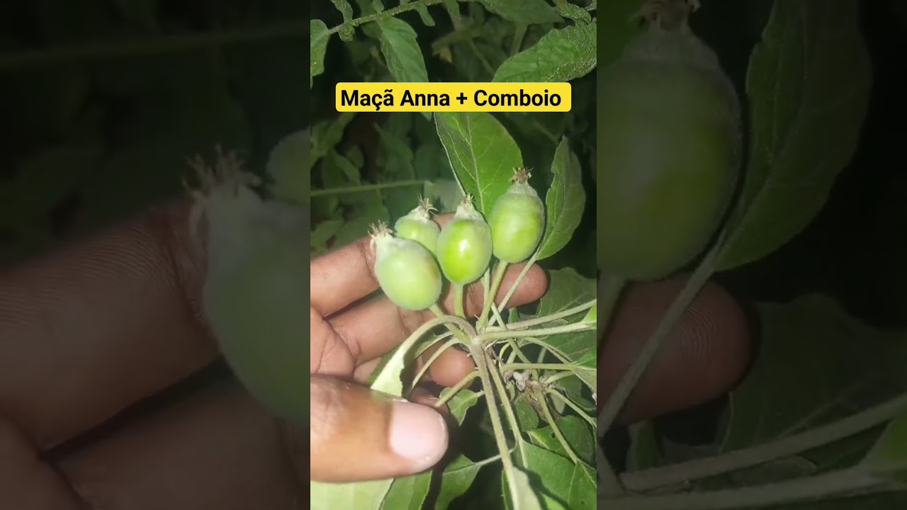 Desenvolvimento da Maçã ANNA em clima quente