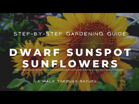 How To Grow Dwarf Sunspot Sunflowers