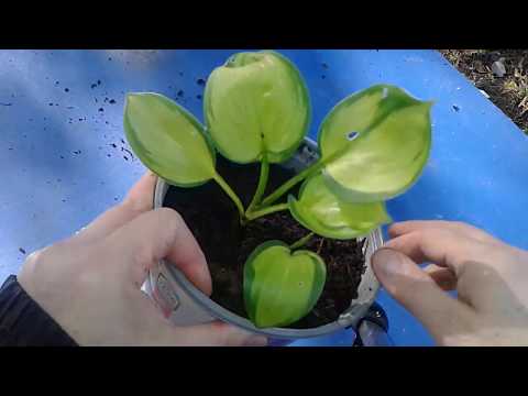 Video: Plantain - Nyttige Egenskaber, Brug Til Hoste, Beskrivelse