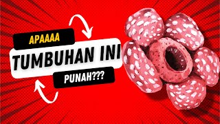 Download Lagu 10 Daftar Tumbuhan Langka yang Terancam Punah!!! MP3