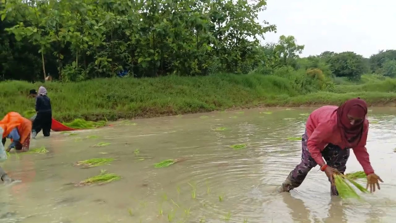 మా పొలం కాడి పాటలు