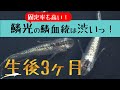 メダカ飼育 鱗光の生後約3カ月 燐光の鱗血統（うろこけっとう）は渋い！固定率も高く優等生！ 【メダカ飼育 067】