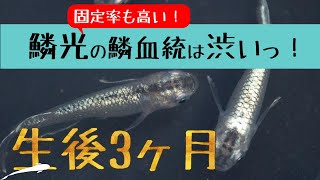 メダカ飼育 鱗光の生後約3カ月 燐光の鱗血統（うろこけっとう）は渋い！固定率も高く優等生！ 【メダカ飼育 067】