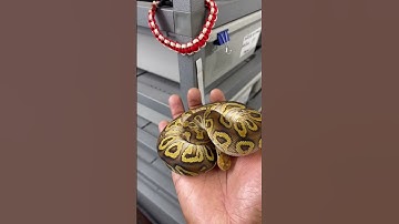 Cypress clown ball Python