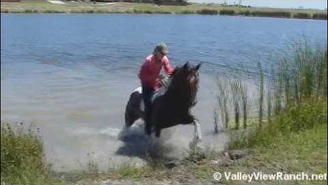 Instant Colored El - Eli ***For info, price, etc., go to our website*** Valley View Ranch