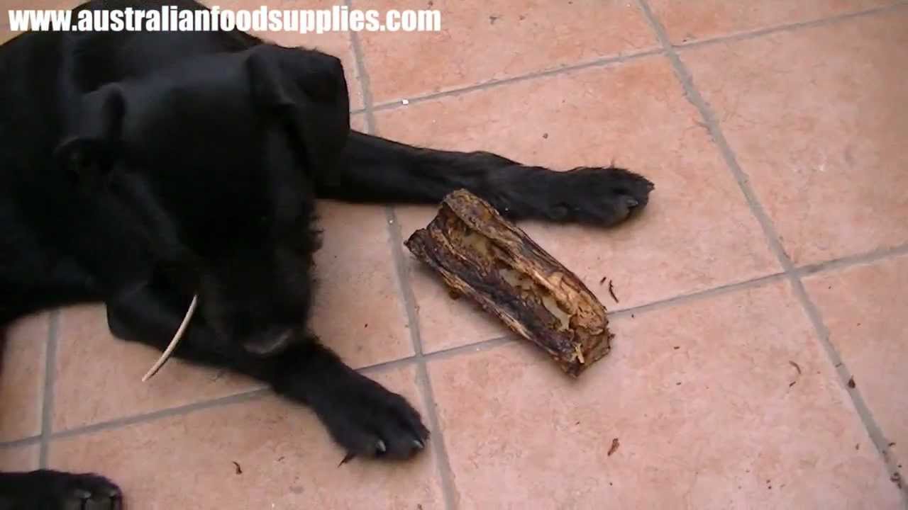 Dog eating a kangaroo tail YouTube
