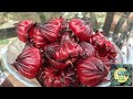 زراعة الكركدية في الأراضي الجديدة والقلوية والعائد الإقتصادي من المحصول How To Grow Roselle 
