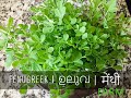 ഉലുവ ചീര കൃഷി  | मेंथी भाजी  | Fenugreek Green leaf Farm