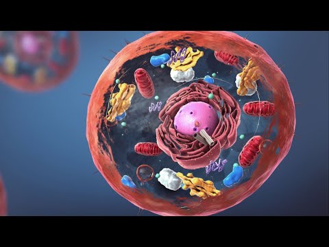 Video: Эукариоттук клеткаларда гана ядро барбы?