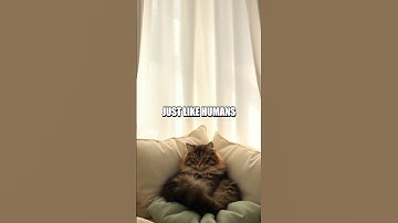 The Secret Life of Cat Naps