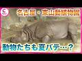 動物たちも夏バテ…? 東山動植物園ではエサを凍らせひえひえに 今週は名古屋で40℃超か