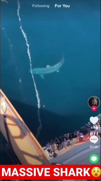MASSIVE SHARK CAUGHT ON CAMERA🤯🤯 - YouTube