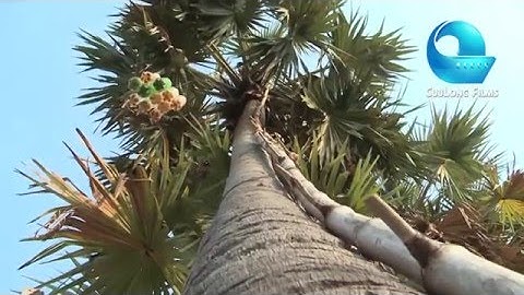 Vị đường thốt nốt vươn xa - Đặc sản An Giang - Việt Nam  Palm Sugar