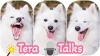 Tera Talks  🎤🐶 ~ @tera.the.spitz by Tera & Luna 393 views 2 years ago 3 minutes, 14 seconds