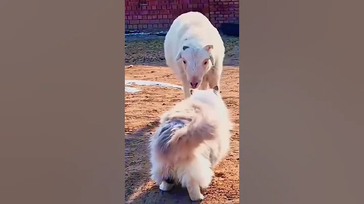 Watch the video about Funny Cats moments compilations cats fight bears tigers #japan #cat #cats #pets #india #fight #funny