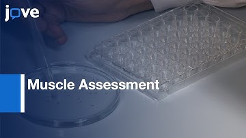 Touch-evoked Response and Locomotion Assays for Muscle Assessment | Protocol Preview