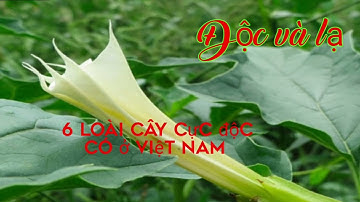 16.@ 6 loài cây cực độc ở Việt Nam.