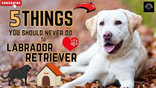 5 Things You Should Never Do to a Labrador Retriever | Dog Care Tips #labradorretriever