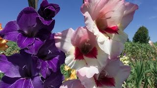 Amazing and Most Beautiful Gladiolus Flowers Pictures screenshot 2