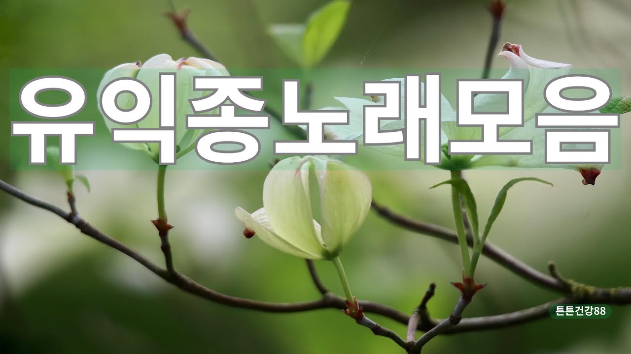 유익종노래모음 