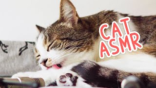 ASMR Cat Grooming #89 (Intense fur chewing)