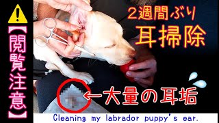 【閲覧注意】子犬の耳掃除、耳垢ごっそり取れて超スッキリ！Cleaning dog’s ear.【耳かき】