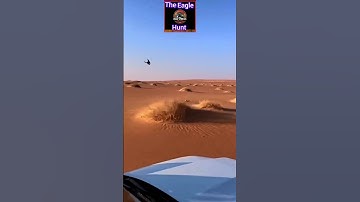 (the best) peregrine falcon  hunting Rabbit 🐇 🦅