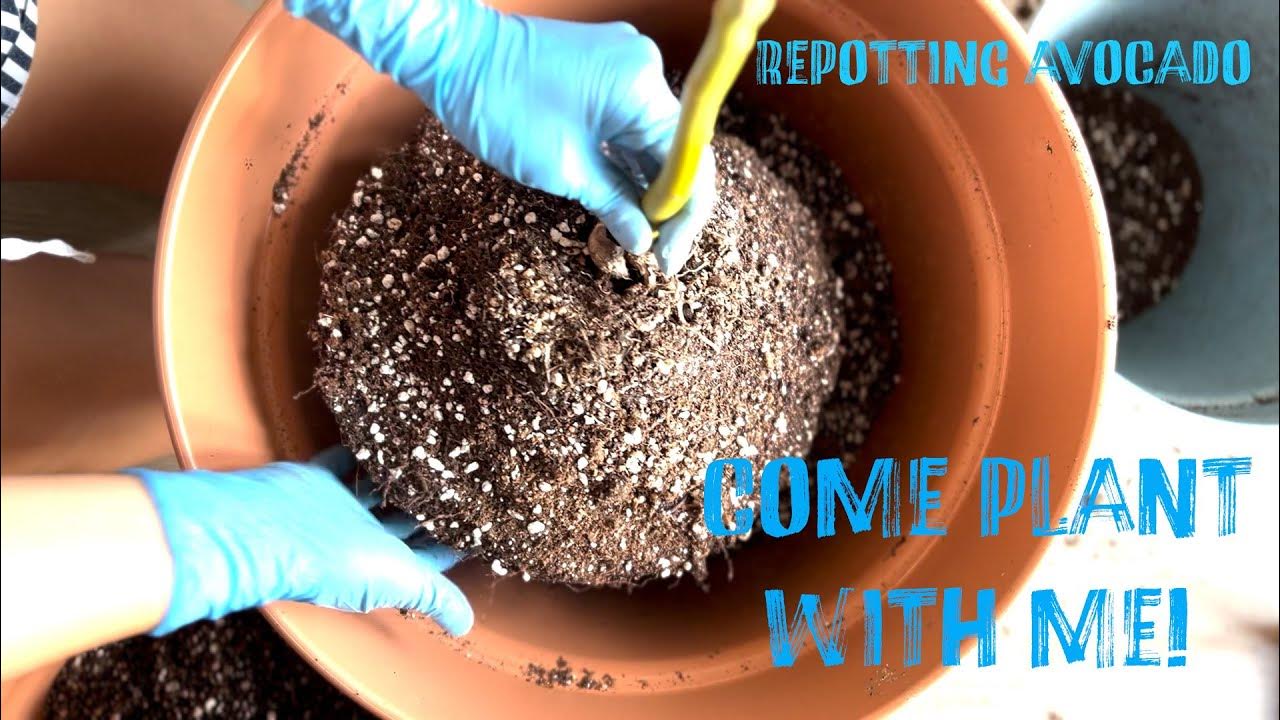 The wonders of perlite come plant with me youtube