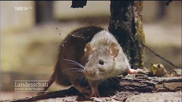 Wo halten sich Ratten am liebsten auf?