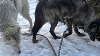 To The People Who Complain About How I Talk To My Animals