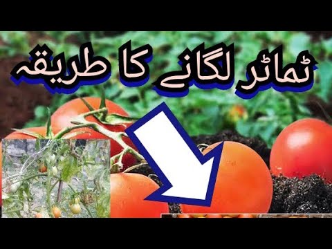 ٹماٹر لگانے کا طریقہ  how to plant tomatoes