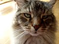 chatty Maine Coon cat