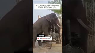 #saveelephants #elephantconservation #worldelephantday #beeelephantethical  #protectelephants