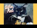 Giant Mixed Maine Coon Tuxedo Cat Snoring - TikTok Sensation!