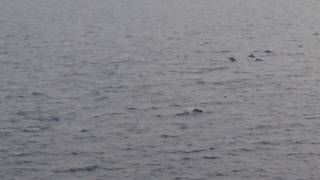 Dolphins as seen from BC Ferry