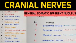 Cranial Nerves Anatomy - 1 | Nuclei of Cranial Nerves