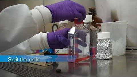 MM protocol movie Part 1: Transduce Cells