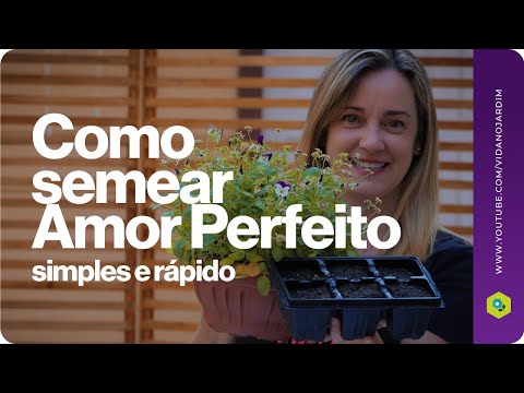 Vídeo: Como germinar sementes de amor-perfeito?