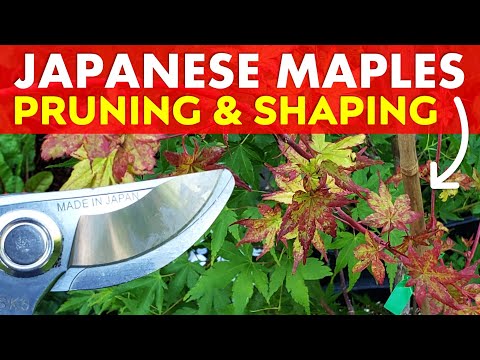 How To Prune Coral Bark Japanese Maple Trees | Sango Kaku x Sir Damon