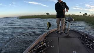 Big Bluegill On The CA Delta.