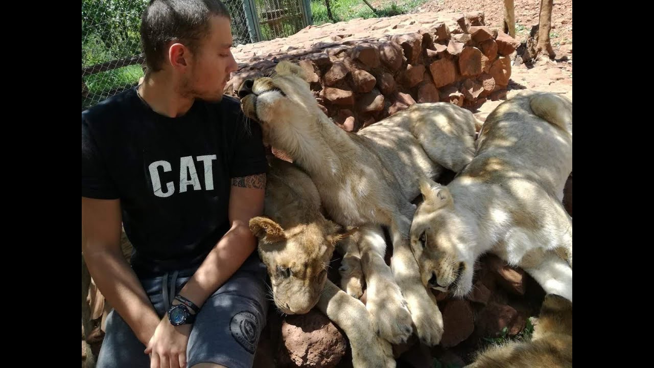 The Story of Mika, the Silver Lioness История Мики, Серебряной львицы