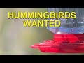 Getting from ZERO to HUNDREDS of Hummingbirds